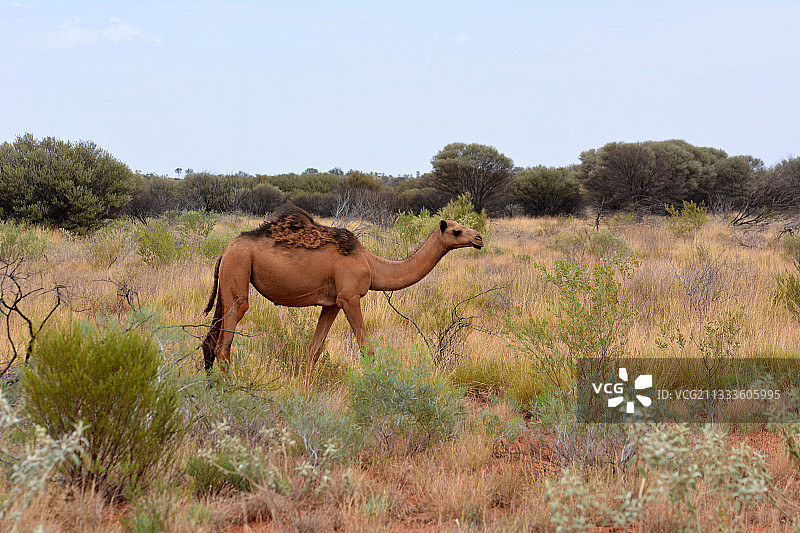 单峰骆驼，卡塔丘塔，红色中心，澳大利亚北领地图片素材