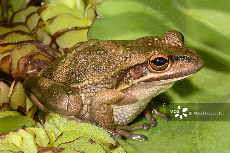 澳洲金色铃蛙图片素材
