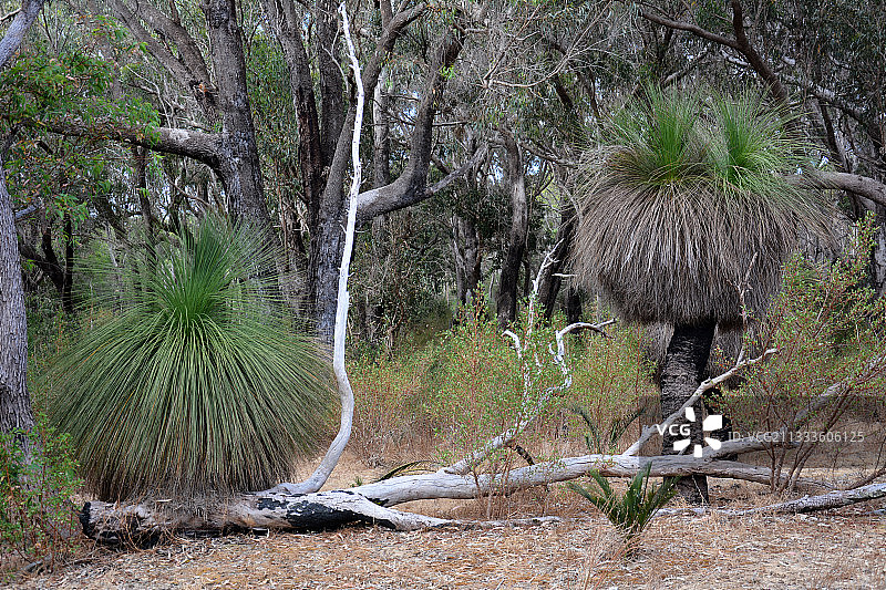 西澳大利亚扬切普国家公园的百合草图片素材