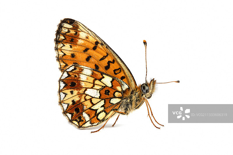 法国Lot，白色背景上的银边贝母蝶图片素材