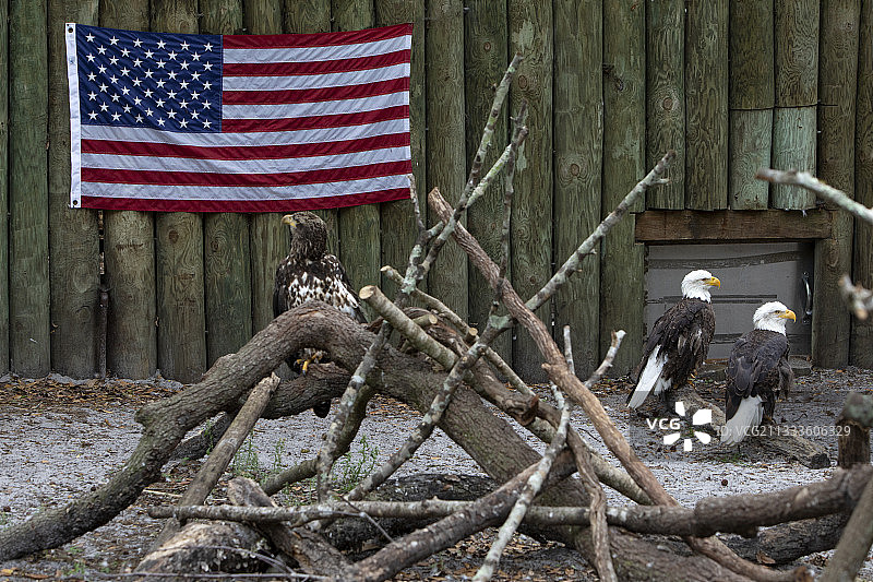 笼养的白头海雕，美国国家象征鸟类，佛罗里达州，美国图片素材