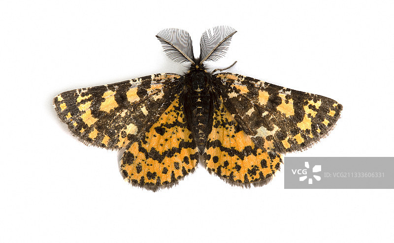 黑背景上的戴冕蛾（Eurranthis plummistaria）雄性，法国普罗旺斯索曼图片素材