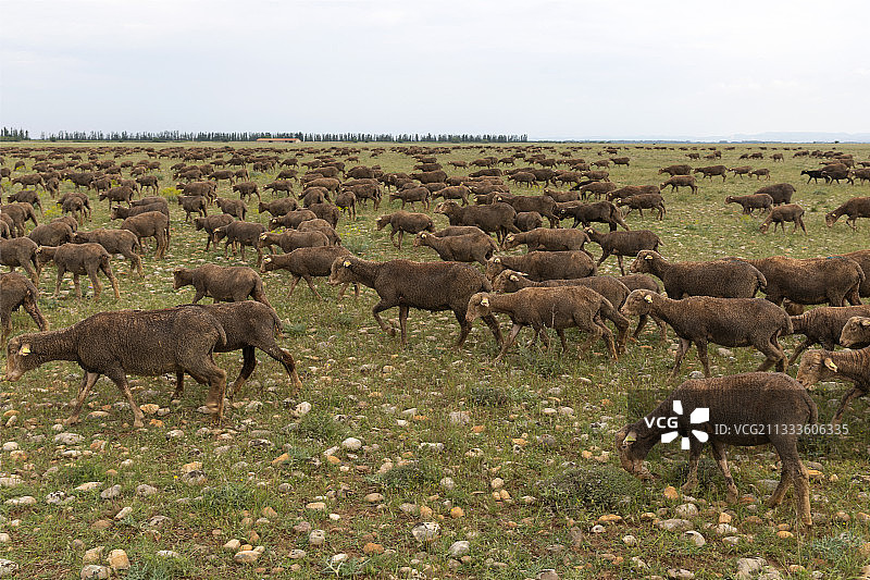 法国克劳平原上的美丽奴绵羊图片素材