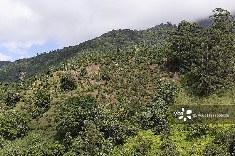 牙买加蓝山咖啡种植园图片素材