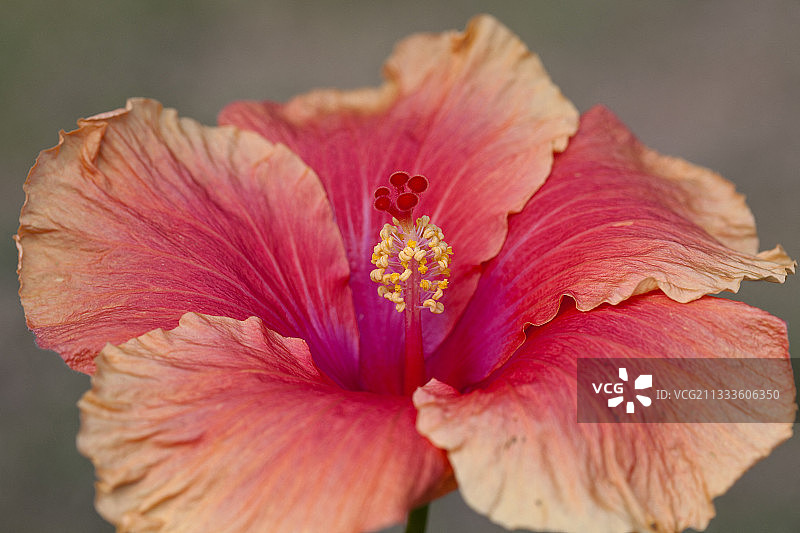 芙蓉花，巴西图片素材