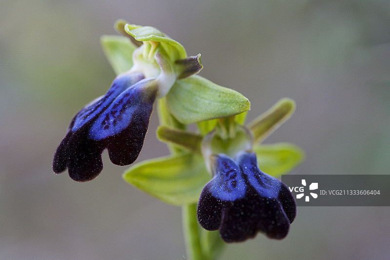 蜂兰（彩虹蜂兰），希腊伯罗奔尼撒图片素材