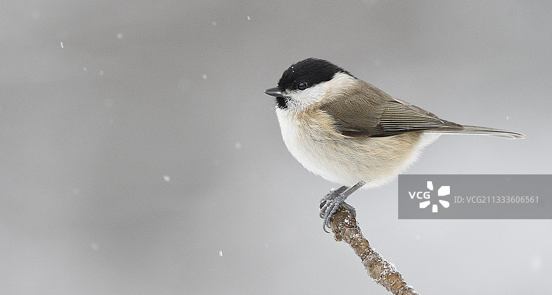 沼泽山雀（Poecile palustris）在法国北部孚日地区自然公园的分支上图片素材