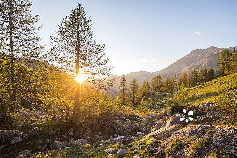 法国阿尔卑斯山梅尔康图尔国家公园Allos湖附近落叶松的日落图片素材