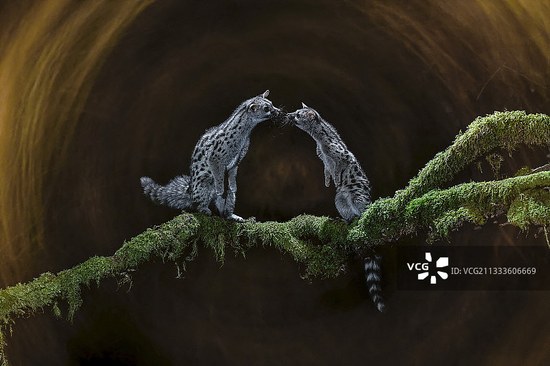 常见小斑獛在树枝上，西班牙卡斯蒂利亚-莱昂萨拉曼卡图片素材