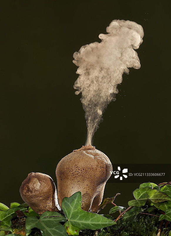 西班牙的普通马勃菌释放孢子图片素材