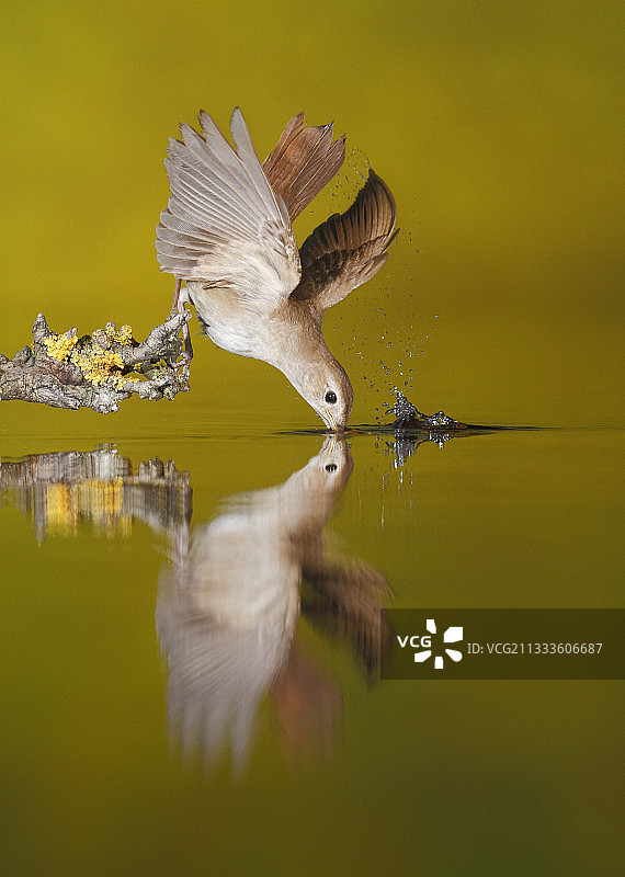 西班牙的普通夜莺在饮水图片素材