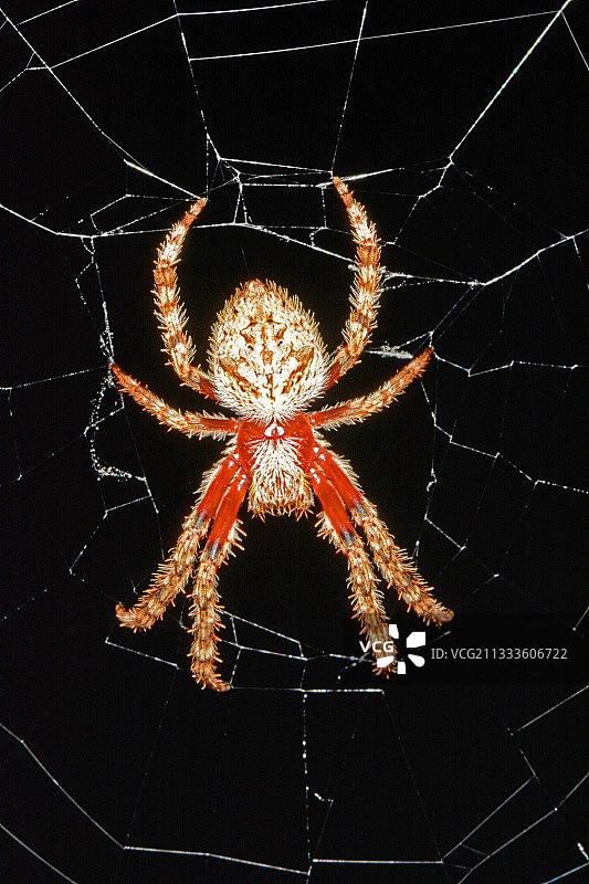 澳洲扬切普国家公园的花园球网蜘蛛图片素材