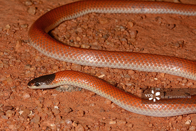 Monk snake (Parasuta monachus), Edaggee Rest Area, Carnarvon, WA, Australia图片素材