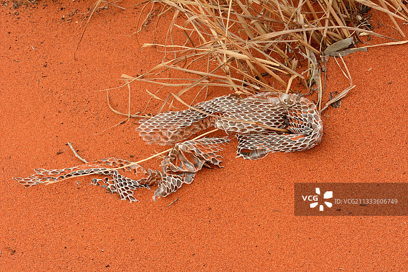 澳洲康纳山红土中心沙丘上蜕皮的眼镜蛇图片素材