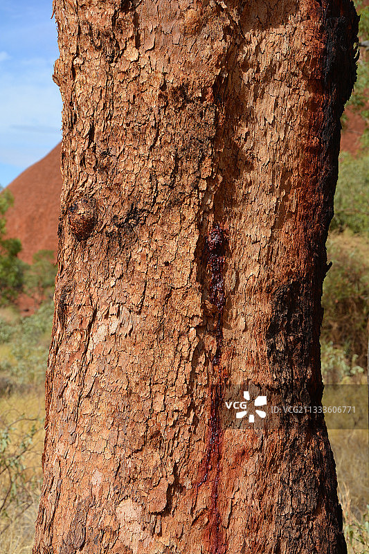 澳大利亚北领地乌鲁鲁的沙漠血木图片素材