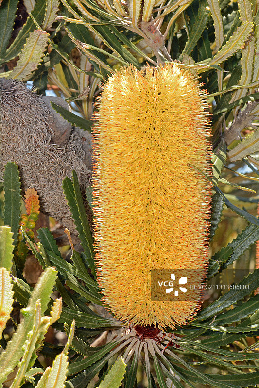 莱斯尤尔国家公园的烛台班克木，澳大利亚西澳大利亚州图片素材