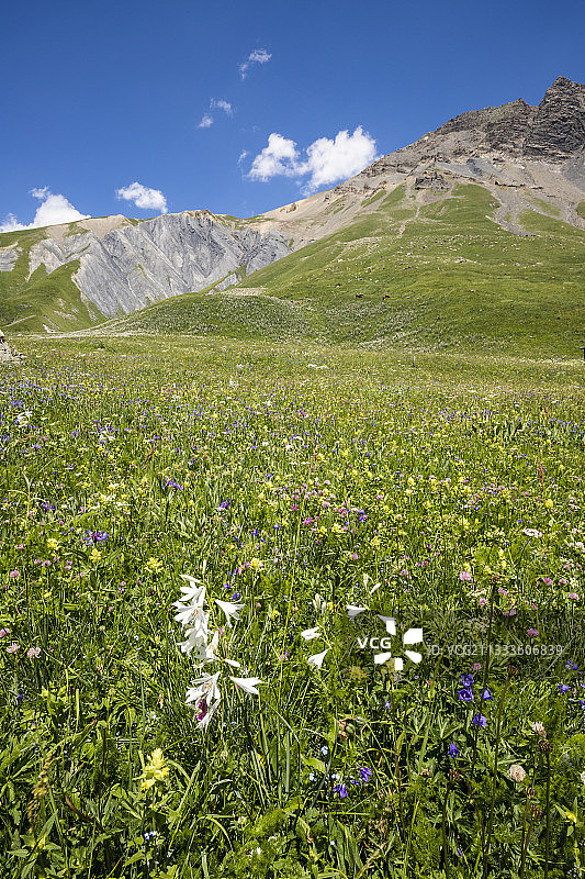 圣布鲁诺百合花，瓦尔弗鲁瓦德村庄，瓦桑山区，埃克兰国家公园，上阿尔卑斯省，法国图片素材