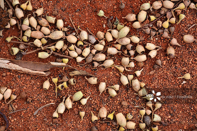 红色土壤桉树种子，澳大利亚尤拉拉图片素材