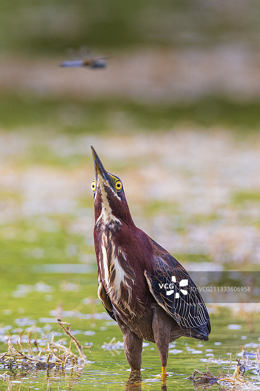美国佛罗里达州大沼泽地国家公园的绿鹭图片素材