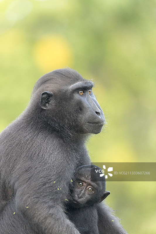 苏拉威西凤头 macaque 或凤头黑 macaque，苏拉威西凤头 macaque 或黑猿 (Macaca nigra) 母婴，Tangkoko 国家公园，苏拉威西岛，Celebes，印度尼西亚图片素材