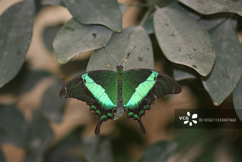 法国伊夫林省养殖温室中的绿带凤蝶图片素材
