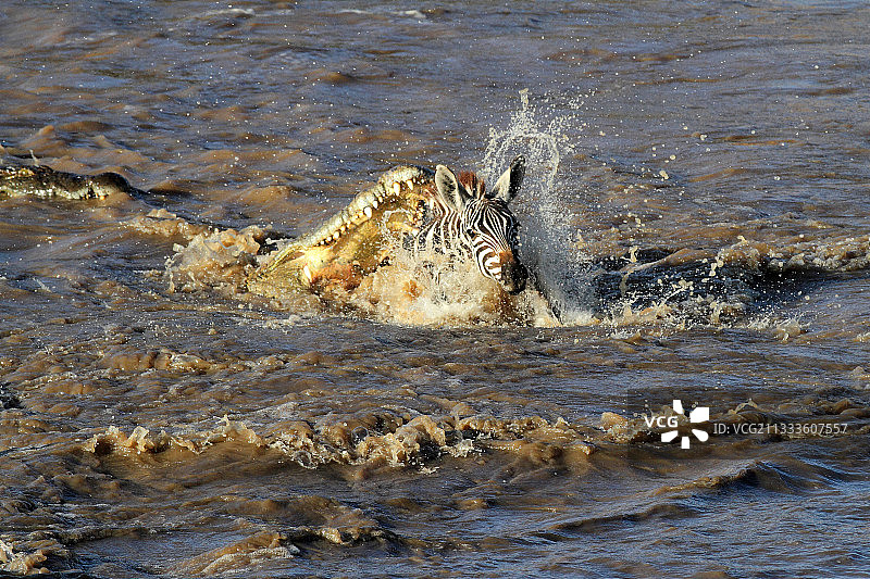 肯尼亚马赛马拉：尼罗鳄捕食斑马图片素材