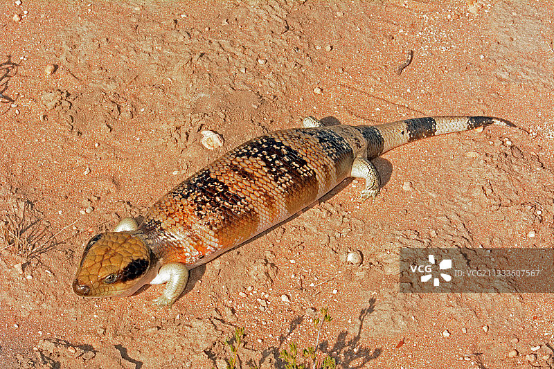 澳大利亚西澳卡尔巴里国家公园的西部蓝舌蜥蜴图片素材