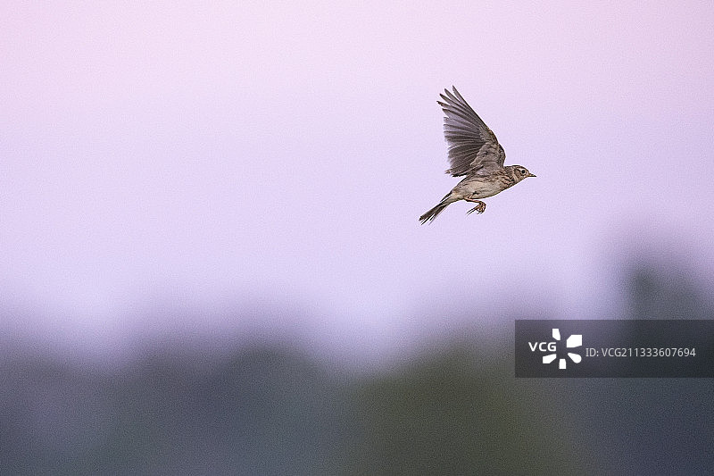 翱翔的欧亚云雀，法国孚日图片素材