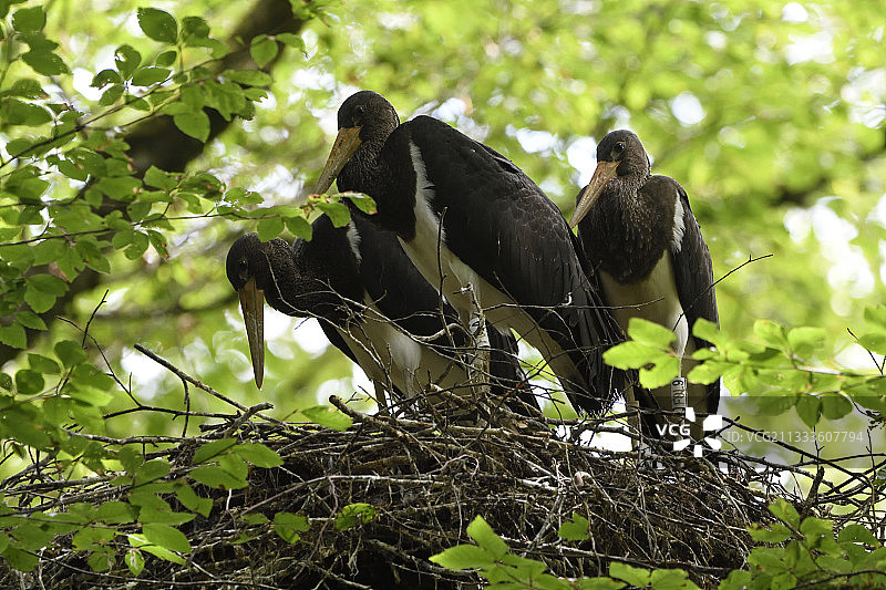 准备起飞的黑鹳幼鸟（法国孚日省）图片素材
