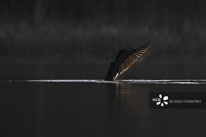 普通鸬鹚（Phalacrocorax carbo）在水中，法国孚日图片素材