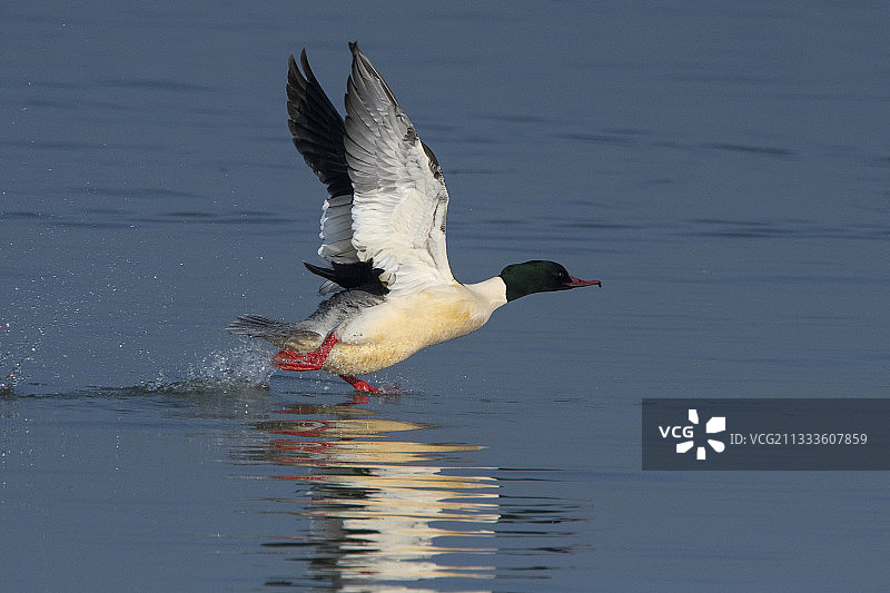 普通秋沙鸭飞行，法国香槟区德湖图片素材