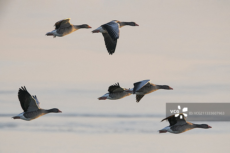 在香槟德湖冬季飞行的灰雁图片素材