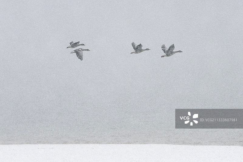 在香槟德湖冬季飞行的灰雁图片素材