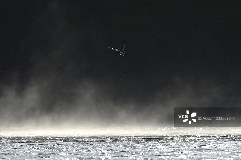 飞行中的普通燕鸥（Sterna hirundo），卢瓦尔河畔，法国图片素材