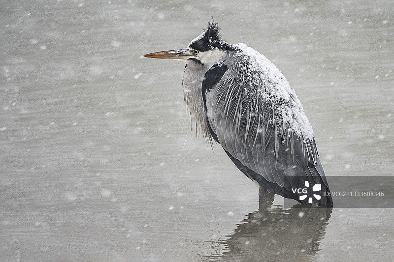 冬季的苍鹭，法国香槟区德尔湖图片素材