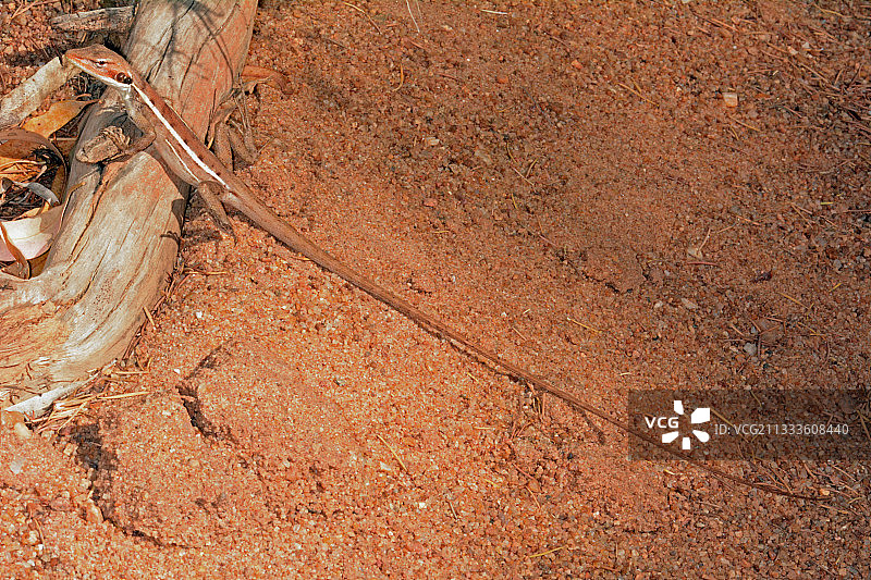 澳洲西澳州卡尔巴里国家公园的长鼻水龙图片素材