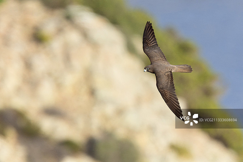 埃莉诺拉猎隼（Falco eleonorae），深色型成鸟飞行，意大利撒丁岛图片素材