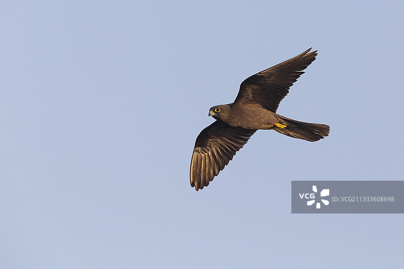 埃莉诺拉猎隼（Falco eleonorae），深色型成鸟飞行，意大利撒丁岛图片素材