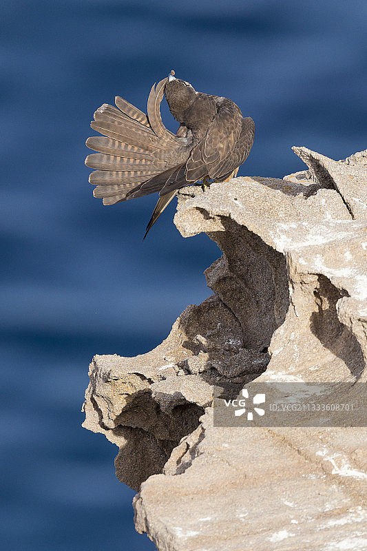埃莉诺拉猎隼：浅色形态的成年鸟在岩石上梳理羽毛，意大利撒丁岛图片素材