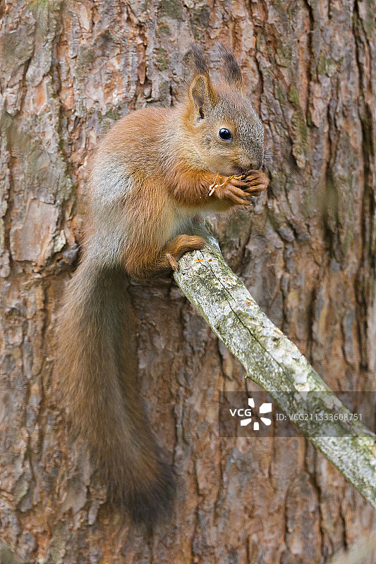 成年红松鼠在芬兰拉普兰的松树枝上觅食图片素材