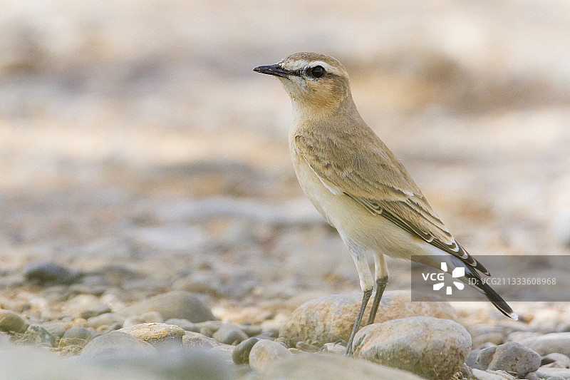 赭红歌鸲，成鸟站在地面上的侧面照，阿曼沙奇亚地区图片素材