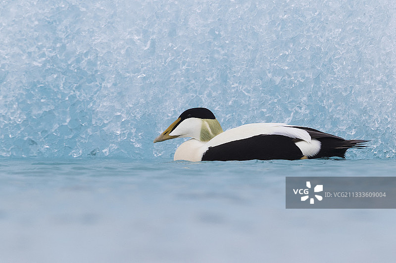在冰岛南部地区冰山中游泳的 Common Eider 成年雄鸟图片素材