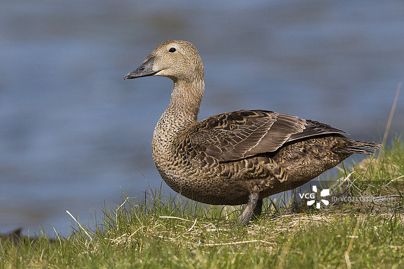 绒鸭雌鸟站在草地上，挪威芬马克图片素材