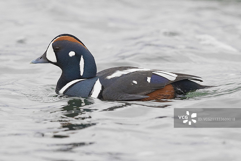丑鸭（小丑鸭），成年雄性在冰岛东北部河流中游泳图片素材