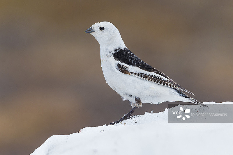 雪鹀，成年鸟站在雪地上，芬马克，挪威图片素材