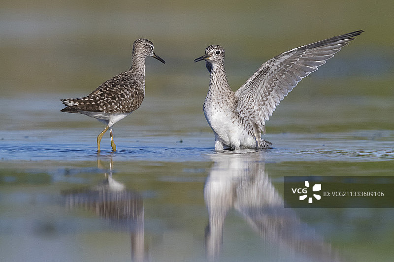 在意大利坎帕尼亚地区，正在争斗的成年泽鹬图片素材