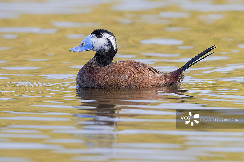 白头硬尾鸭，第二年夏天雄性的侧面，摩洛哥拉巴特-萨累-盖尼特拉图片素材
