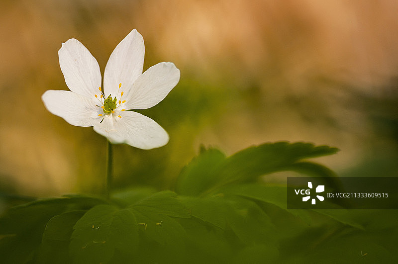 法国特龙赛森林溪流边的冬季银莲花图片素材