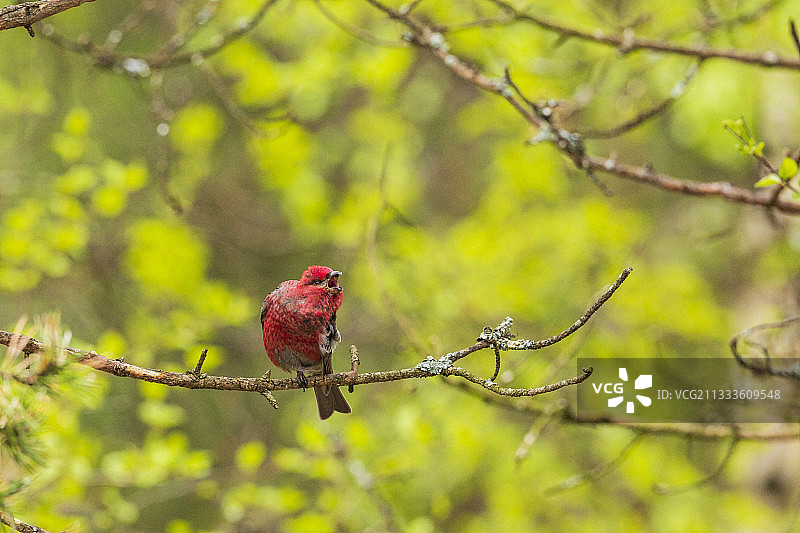 松雀（Pinicola enucleator）雄鸟在树枝上歌唱，芬兰图片素材