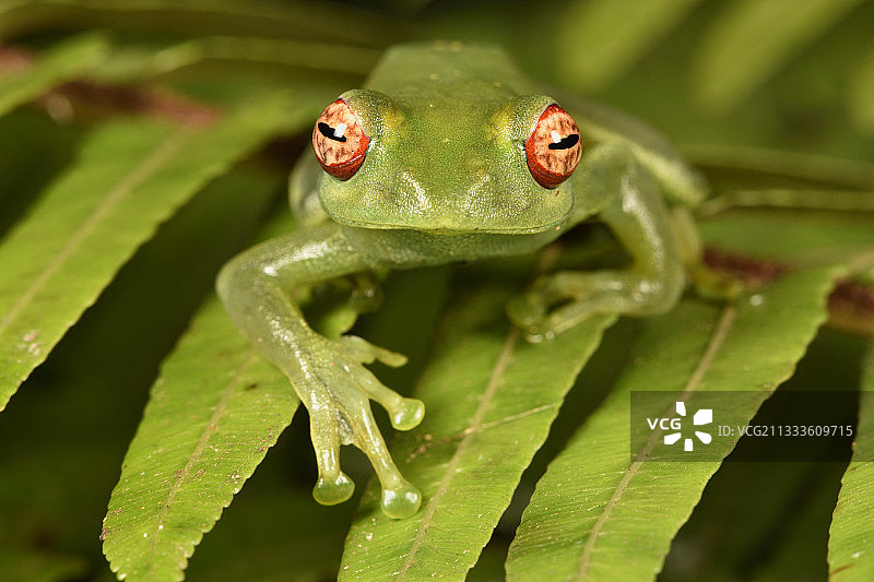 白唇蛙，马达加斯加图片素材